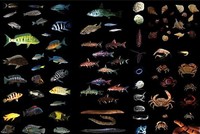 Aquatic Biodiversity