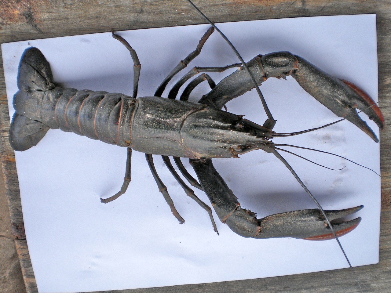 Cray fish 1