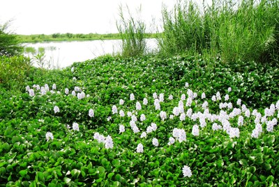 Hyacinth 1