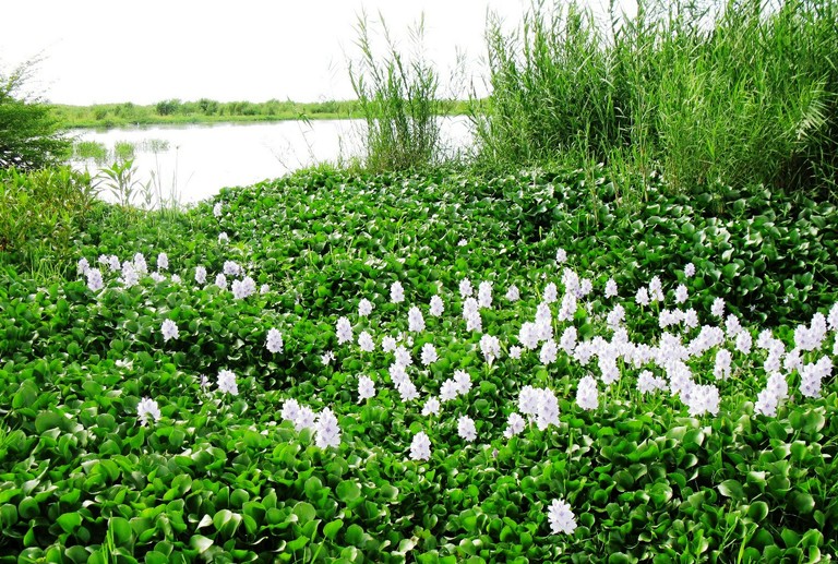 Water Hyacinth An Invasive Plant In The Lake Tanganyika Basin Lake 