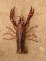 Field  Crayfish alert at Žumberak Mountains