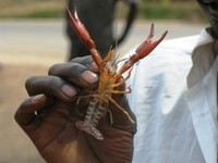 Cray fish 2