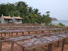 Dagaa fish drying