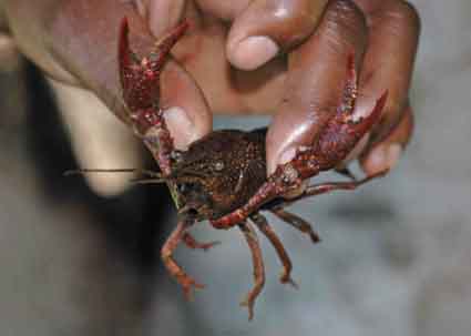 Invasive Species Crayfish in hand