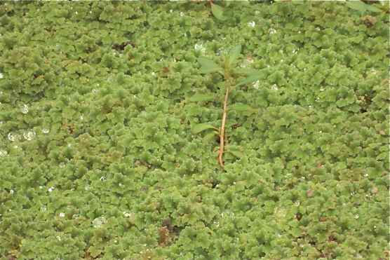 Invasive Species Water lettuce