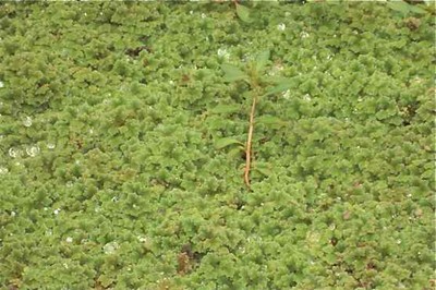 Invasive Species Water lettuce