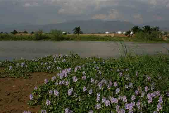 Invasive Species water hyacinth