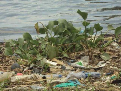 Eutrophication and pollution