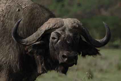 Male Buffalo