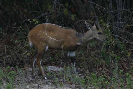 Bushbuck on lakeshore