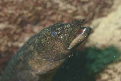 Eel Mastacembellus sp