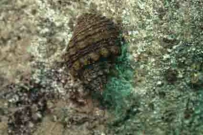 Snail Lavigeria nassa