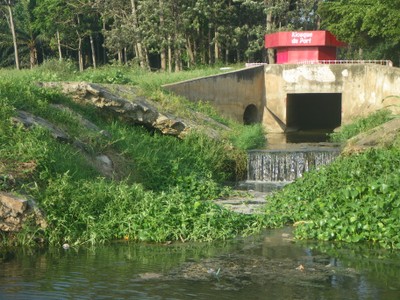 Water Hyacinth