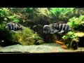 Lake+tanganyika+fish+species